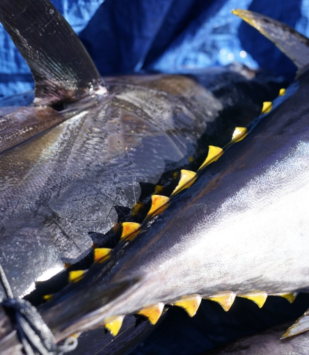 Pesca e lavorazione a meno di un miglio di distanza